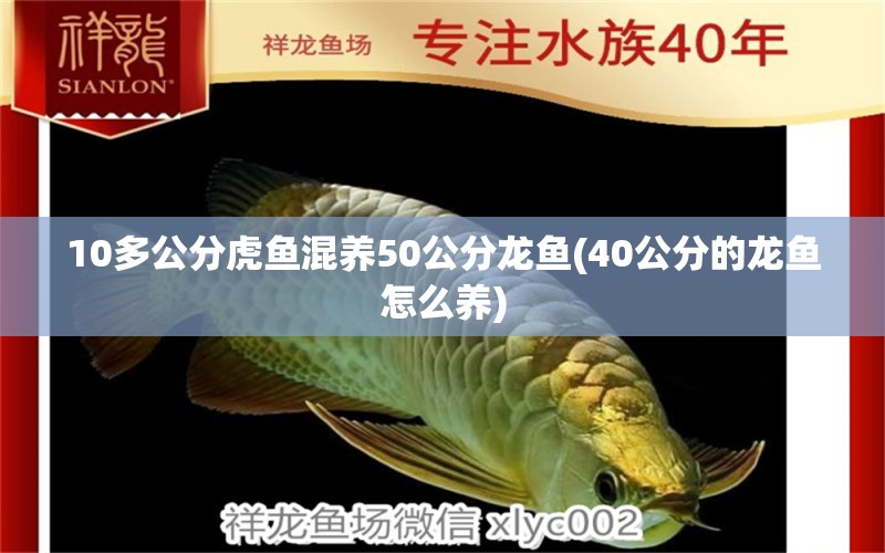 10多公分虎魚混養(yǎng)50公分龍魚(40公分的龍魚怎么養(yǎng)) 虎魚百科