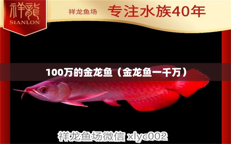 100萬(wàn)的金龍魚(yú)（金龍魚(yú)一千萬(wàn)）