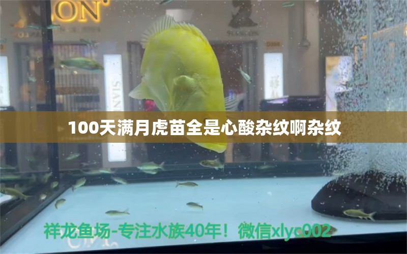 100天滿月虎苗全是心酸雜紋啊雜紋