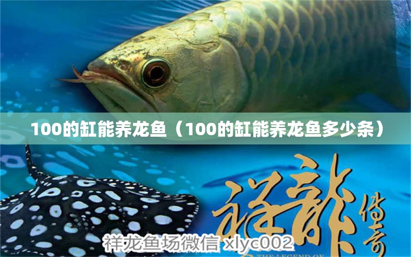 100的缸能養(yǎng)龍魚（100的缸能養(yǎng)龍魚多少條） 電鰻