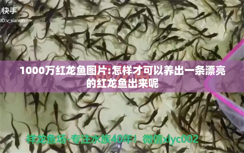 1000萬紅龍魚圖片:怎樣才可以養(yǎng)出一條漂亮的紅龍魚出來呢