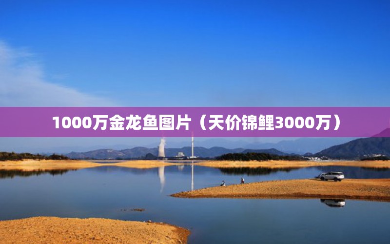 1000萬(wàn)金龍魚(yú)圖片（天價(jià)錦鯉3000萬(wàn)）