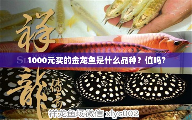 1000元買的金龍魚(yú)是什么品種？值嗎？ 觀賞魚(yú)