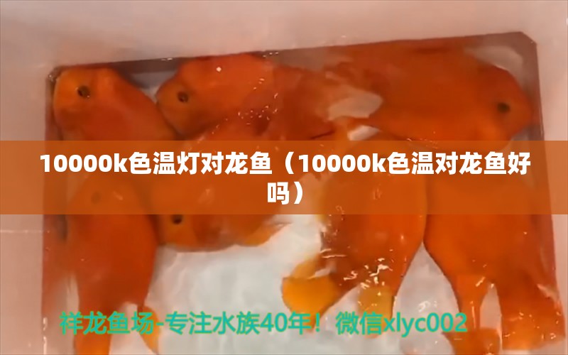 10000k色溫?zé)魧?duì)龍魚（10000k色溫對(duì)龍魚好嗎） 觀賞魚市場(chǎng)（混養(yǎng)魚）