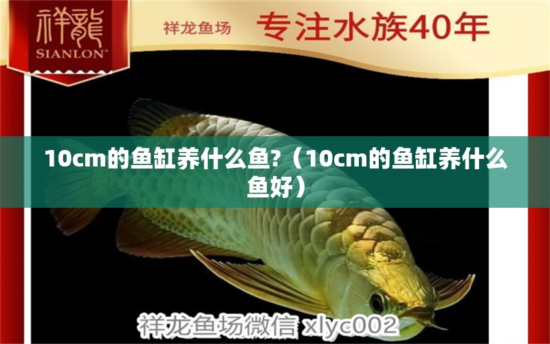 10cm的魚缸養(yǎng)什么魚?（10cm的魚缸養(yǎng)什么魚好） 魚缸百科