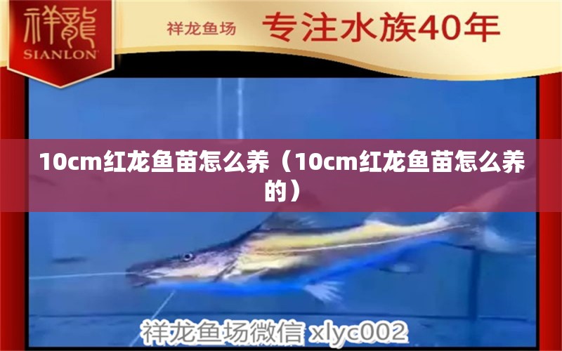 10cm紅龍魚苗怎么養(yǎng)（10cm紅龍魚苗怎么養(yǎng)的） 印尼紅龍魚