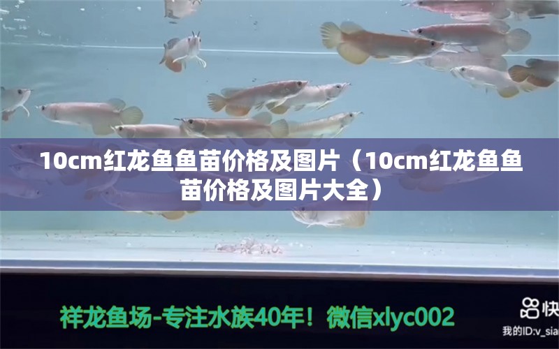 10cm紅龍魚魚苗價(jià)格及圖片（10cm紅龍魚魚苗價(jià)格及圖片大全） 印尼紅龍魚