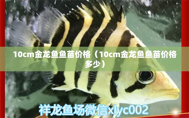 10cm金龍魚魚苗價格（10cm金龍魚魚苗價格多少）