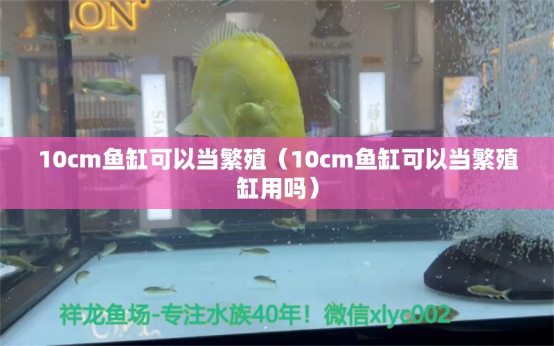 10cm魚缸可以當(dāng)繁殖（10cm魚缸可以當(dāng)繁殖缸用嗎）