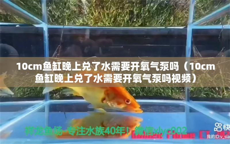 10cm魚缸晚上兌了水需要開氧氣泵嗎（10cm魚缸晚上兌了水需要開氧氣泵嗎視頻） 三間鼠魚苗