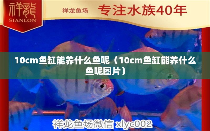 10cm魚缸能養(yǎng)什么魚呢（10cm魚缸能養(yǎng)什么魚呢圖片）