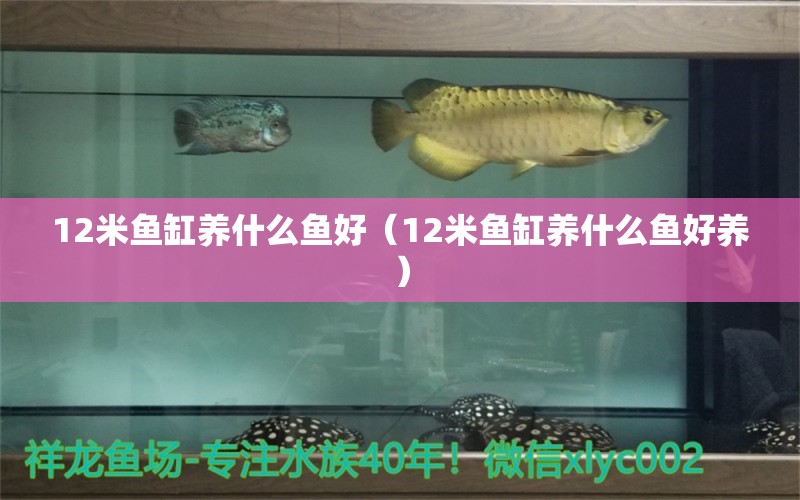 12米魚缸養(yǎng)什么魚好（12米魚缸養(yǎng)什么魚好養(yǎng)） 其他品牌魚缸