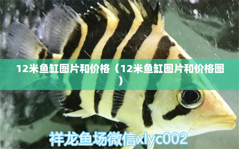 12米魚缸圖片和價格（12米魚缸圖片和價格圖） 其他品牌魚缸