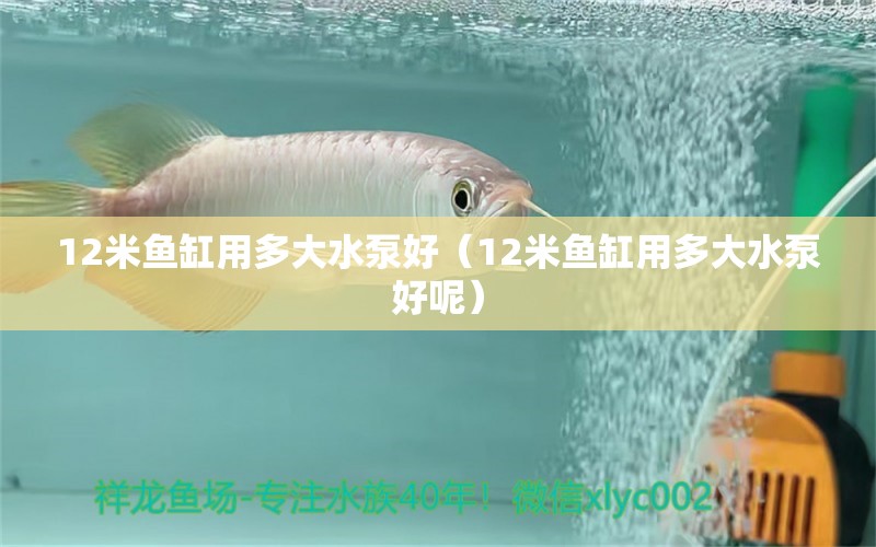 12米魚缸用多大水泵好（12米魚缸用多大水泵好呢）