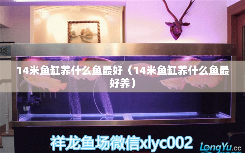 14米魚缸養(yǎng)什么魚最好（14米魚缸養(yǎng)什么魚最好養(yǎng)）