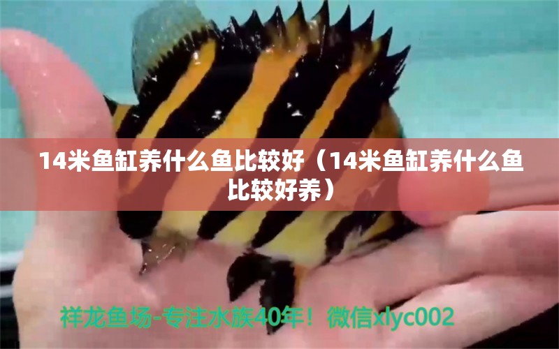 14米魚缸養(yǎng)什么魚比較好（14米魚缸養(yǎng)什么魚比較好養(yǎng)）