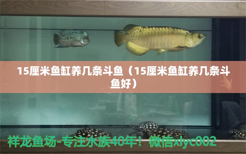 15厘米魚缸養(yǎng)幾條斗魚（15厘米魚缸養(yǎng)幾條斗魚好） 其他品牌魚缸