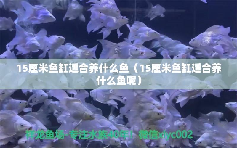 15厘米魚缸適合養(yǎng)什么魚（15厘米魚缸適合養(yǎng)什么魚呢） 其他品牌魚缸