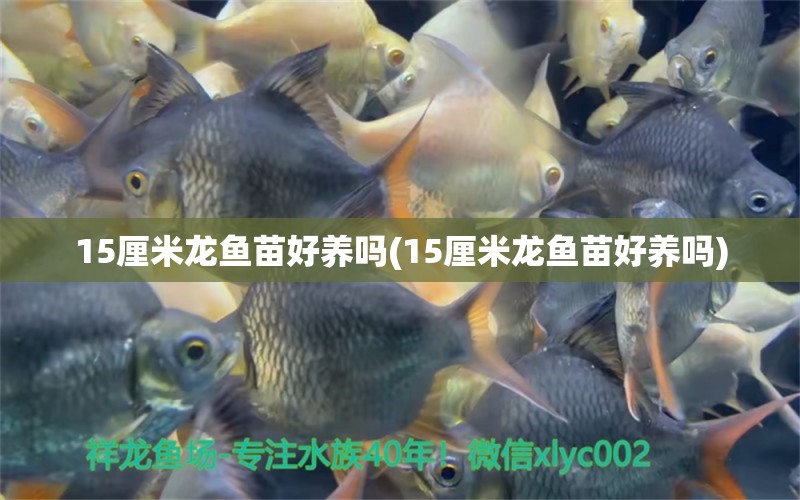 15厘米龍魚苗好養(yǎng)嗎(15厘米龍魚苗好養(yǎng)嗎)