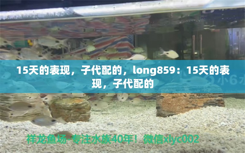 15天的表現(xiàn)，子代配的，long859：15天的表現(xiàn)，子代配的 觀賞魚論壇 第2張