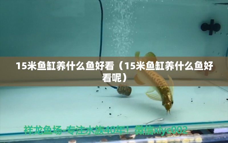 15米魚缸養(yǎng)什么魚好看（15米魚缸養(yǎng)什么魚好看呢）