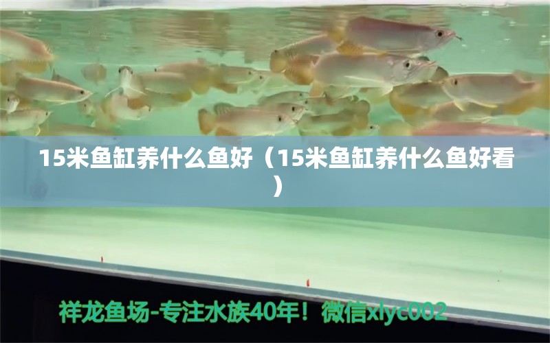 15米魚缸養(yǎng)什么魚好（15米魚缸養(yǎng)什么魚好看）