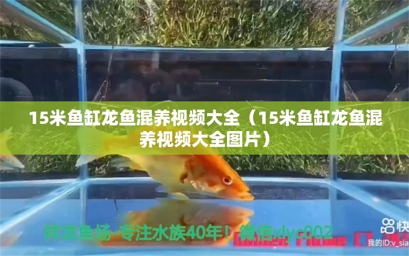 15米魚缸龍魚混養(yǎng)視頻大全（15米魚缸龍魚混養(yǎng)視頻大全圖片）