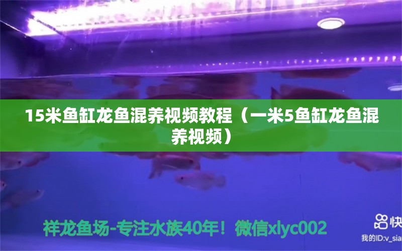 15米魚缸龍魚混養(yǎng)視頻教程（一米5魚缸龍魚混養(yǎng)視頻） 其他品牌魚缸