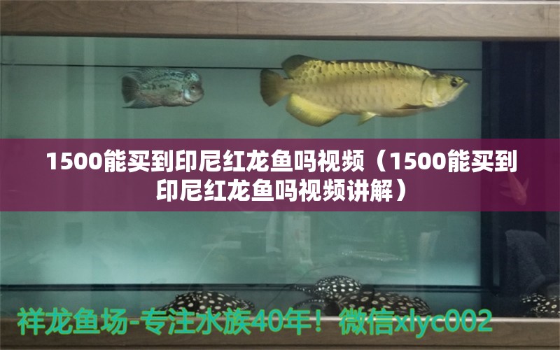 1500能買到印尼紅龍魚嗎視頻（1500能買到印尼紅龍魚嗎視頻講解） 印尼紅龍魚