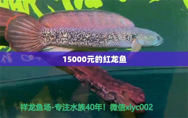 15000元的紅龍魚