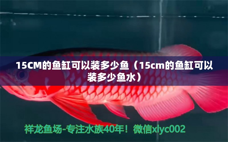 15CM的魚缸可以裝多少魚（15cm的魚缸可以裝多少魚水） 其他品牌魚缸