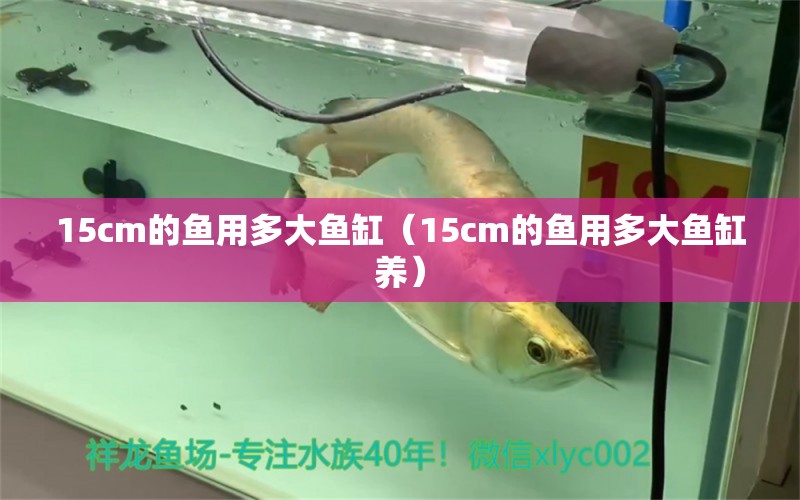 15cm的魚用多大魚缸（15cm的魚用多大魚缸養(yǎng)） 其他品牌魚缸