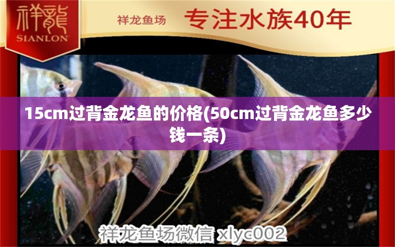 15cm過背金龍魚的價(jià)格(50cm過背金龍魚多少錢一條) 過背金龍魚