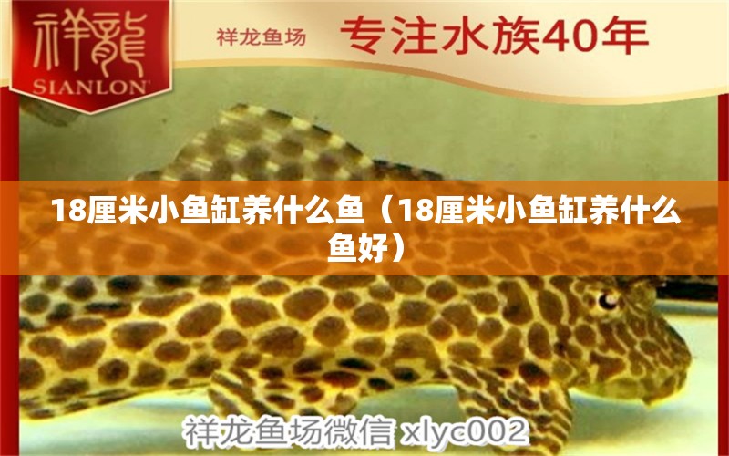 18厘米小魚缸養(yǎng)什么魚（18厘米小魚缸養(yǎng)什么魚好） 其他品牌魚缸