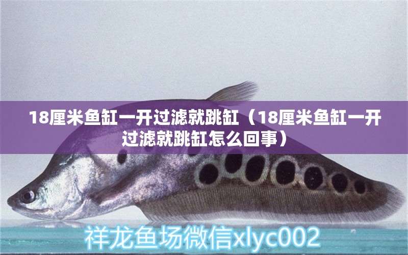 18厘米魚缸一開過濾就跳缸（18厘米魚缸一開過濾就跳缸怎么回事）