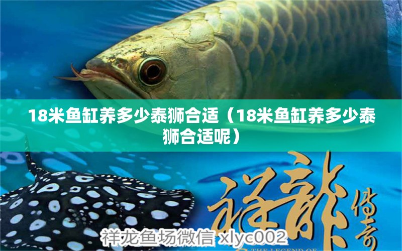 18米魚缸養(yǎng)多少泰獅合適（18米魚缸養(yǎng)多少泰獅合適呢）