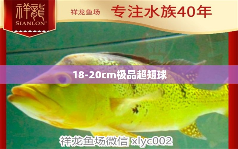 18-20cm極品超短球 觀賞魚論壇 第2張