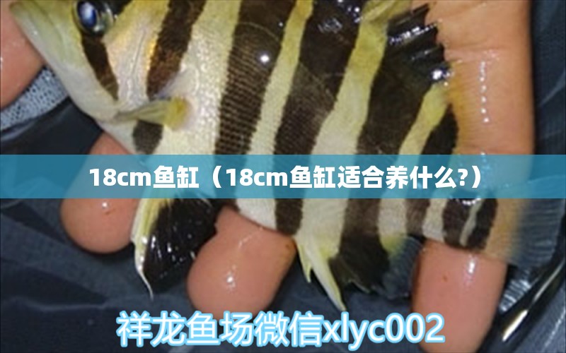 18cm魚缸（18cm魚缸適合養(yǎng)什么?） 其他品牌魚缸