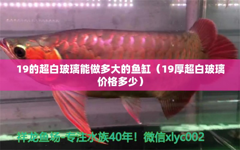 19的超白玻璃能做多大的魚缸（19厚超白玻璃價格多少）