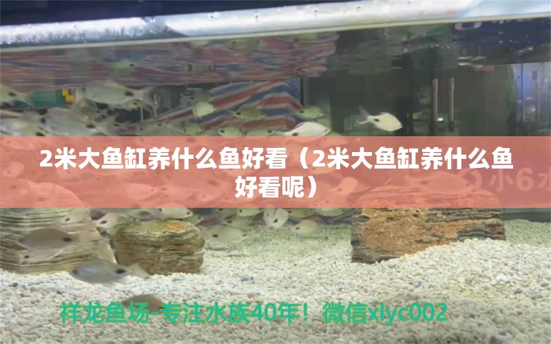 2米大魚缸養(yǎng)什么魚好看（2米大魚缸養(yǎng)什么魚好看呢） 白子金龍魚