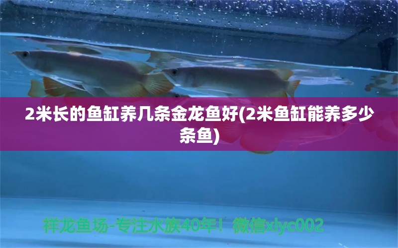 2米長的魚缸養(yǎng)幾條金龍魚好(2米魚缸能養(yǎng)多少條魚) 斑馬鴨嘴魚