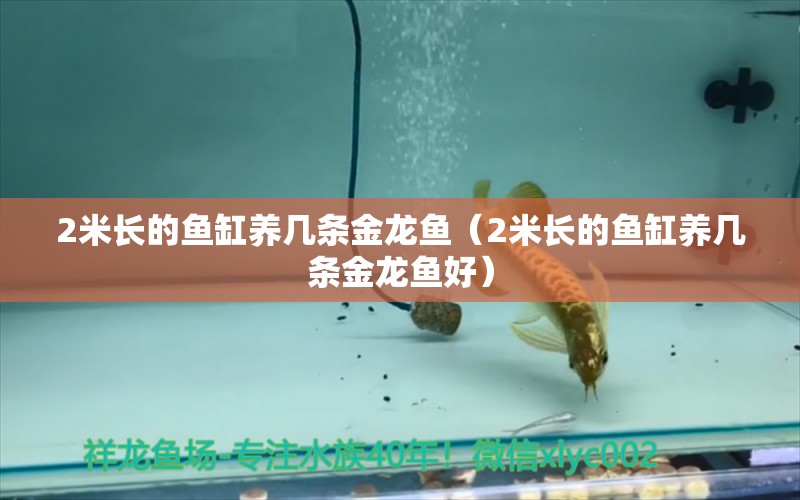 2米長(zhǎng)的魚缸養(yǎng)幾條金龍魚（2米長(zhǎng)的魚缸養(yǎng)幾條金龍魚好）