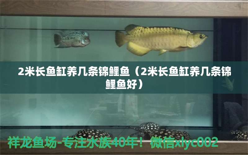 2米長魚缸養(yǎng)幾條錦鯉魚（2米長魚缸養(yǎng)幾條錦鯉魚好） 其他品牌魚缸