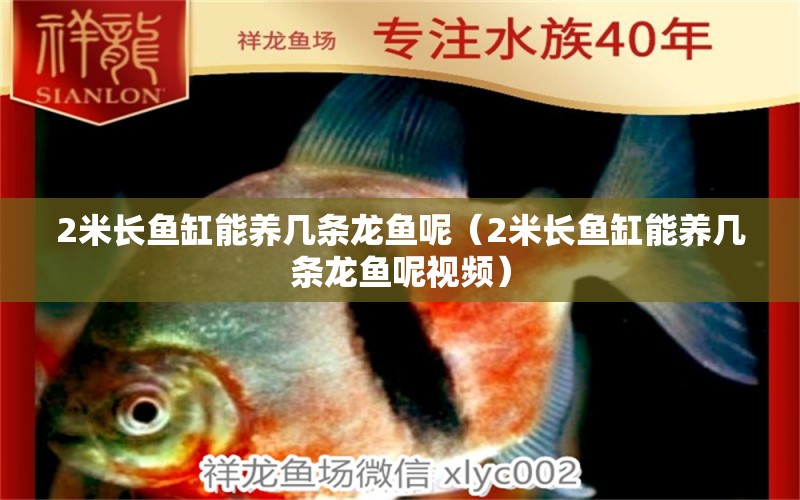 2米長(zhǎng)魚(yú)缸能養(yǎng)幾條龍魚(yú)呢（2米長(zhǎng)魚(yú)缸能養(yǎng)幾條龍魚(yú)呢視頻） 其他品牌魚(yú)缸