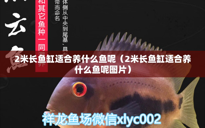 2米長(zhǎng)魚(yú)缸適合養(yǎng)什么魚(yú)呢（2米長(zhǎng)魚(yú)缸適合養(yǎng)什么魚(yú)呢圖片）