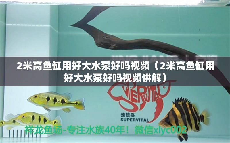 2米高魚缸用好大水泵好嗎視頻（2米高魚缸用好大水泵好嗎視頻講解）