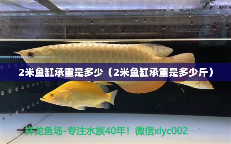 2米魚(yú)缸承重是多少（2米魚(yú)缸承重是多少斤） 魚(yú)缸百科