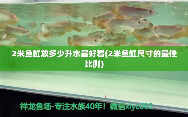 2米魚缸放多少升水最好看(2米魚缸尺寸的最佳比例) 黃金達(dá)摩魚 第1張