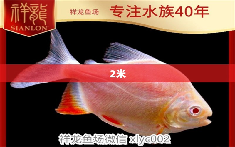 2米 觀賞魚(yú)論壇 第2張