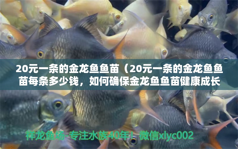 20元一條的金龍魚魚苗（20元一條的金龍魚魚苗每條多少錢，如何確保金龍魚魚苗健康成長） 水族問答 第2張